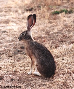 jackrabbit.200307
