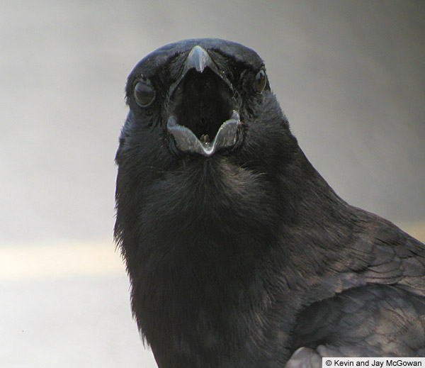 What the Crow has Taught Me